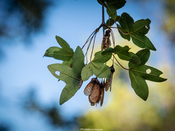 Les fruits charnus sauvages