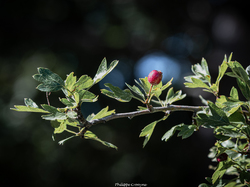 Les fruits charnus sauvages