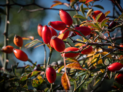 Les fruits charnus sauvages