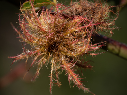 Les fruits charnus sauvages