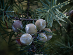 Les fruits charnus sauvages