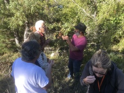 Les fruits charnus sauvages