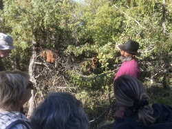 Les fruits charnus sauvages