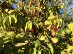 Les fruits charnus sauvages
