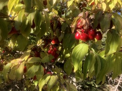 Les fruits charnus sauvages