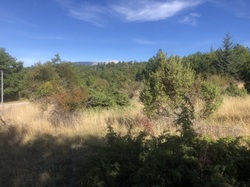 Les fruits charnus sauvages