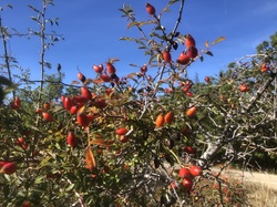 Les fruits charnus sauvages