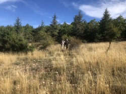 Les fruits charnus sauvages