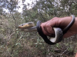 Les Insectes chanteurs!