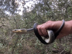 Les Insectes chanteurs!