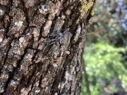 Les Insectes chanteurs!