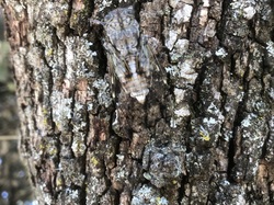 Les Insectes chanteurs!