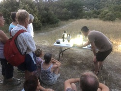 Les Insectes chanteurs!