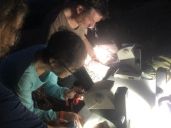 Les Insectes chanteurs!