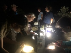 Les Insectes chanteurs!