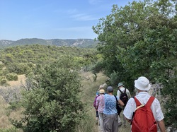 Les Insectes chanteurs!