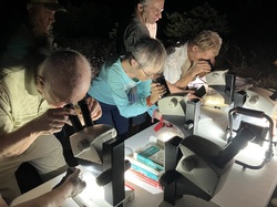 Les Insectes chanteurs!