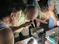 Les Insectes chanteurs!