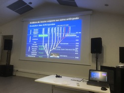 Les Insectes pollinisateurs