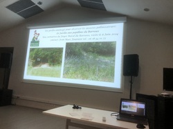 Les Insectes pollinisateurs