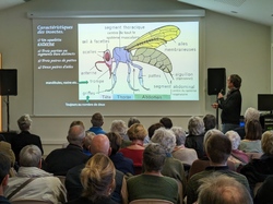 Les Insectes pollinisateurs