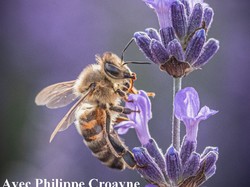 Les Insectes pollinisateurs