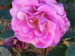 Les jardins de l'abbaye de Valsaintes à Simiane