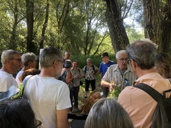 Les orchidées sauvages