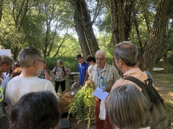 Les orchidées sauvages