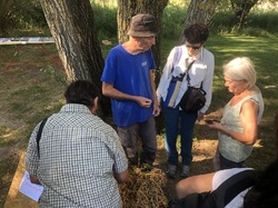 Les orchidées sauvages