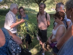 Les orchidées sauvages