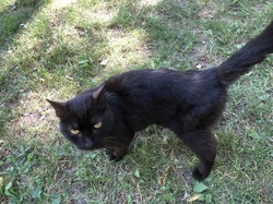 Les orchidées sauvages