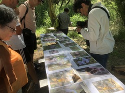 Les orchidées sauvages