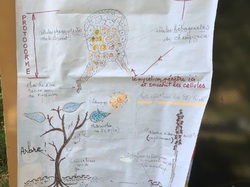 Les orchidées sauvages