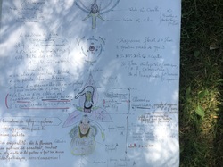 Les orchidées sauvages