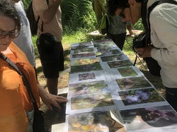 Les orchidées sauvages