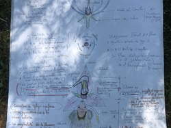 Les orchidées sauvages