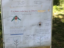 Les orchidées sauvages