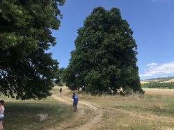 Les orchidées sauvages