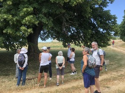 Les orchidées sauvages