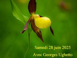 Les orchidées sauvages