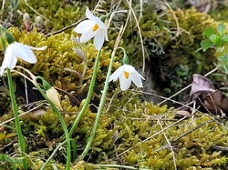 Les Passereaux de la Nesque à Méthamis