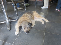 Les Pyrénées cathares 1