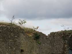 Les Pyrénées cathares 1