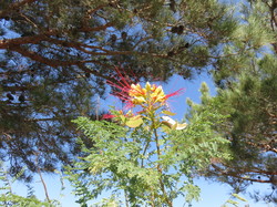 Les Pyrénées orientales & la Côte Vermeille