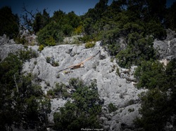 Les Vautours de la Nesque