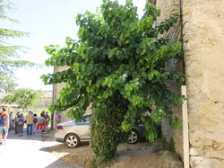 Lussan , village de caractère du Gard