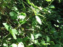 Matinée découverte de la nature à Venasque