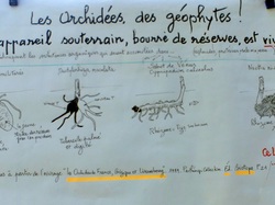 Les orchidées sauvages