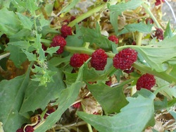 Les orchidées sauvages